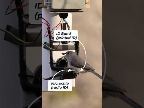 These scientists DIY-ed a smart bird feeder!